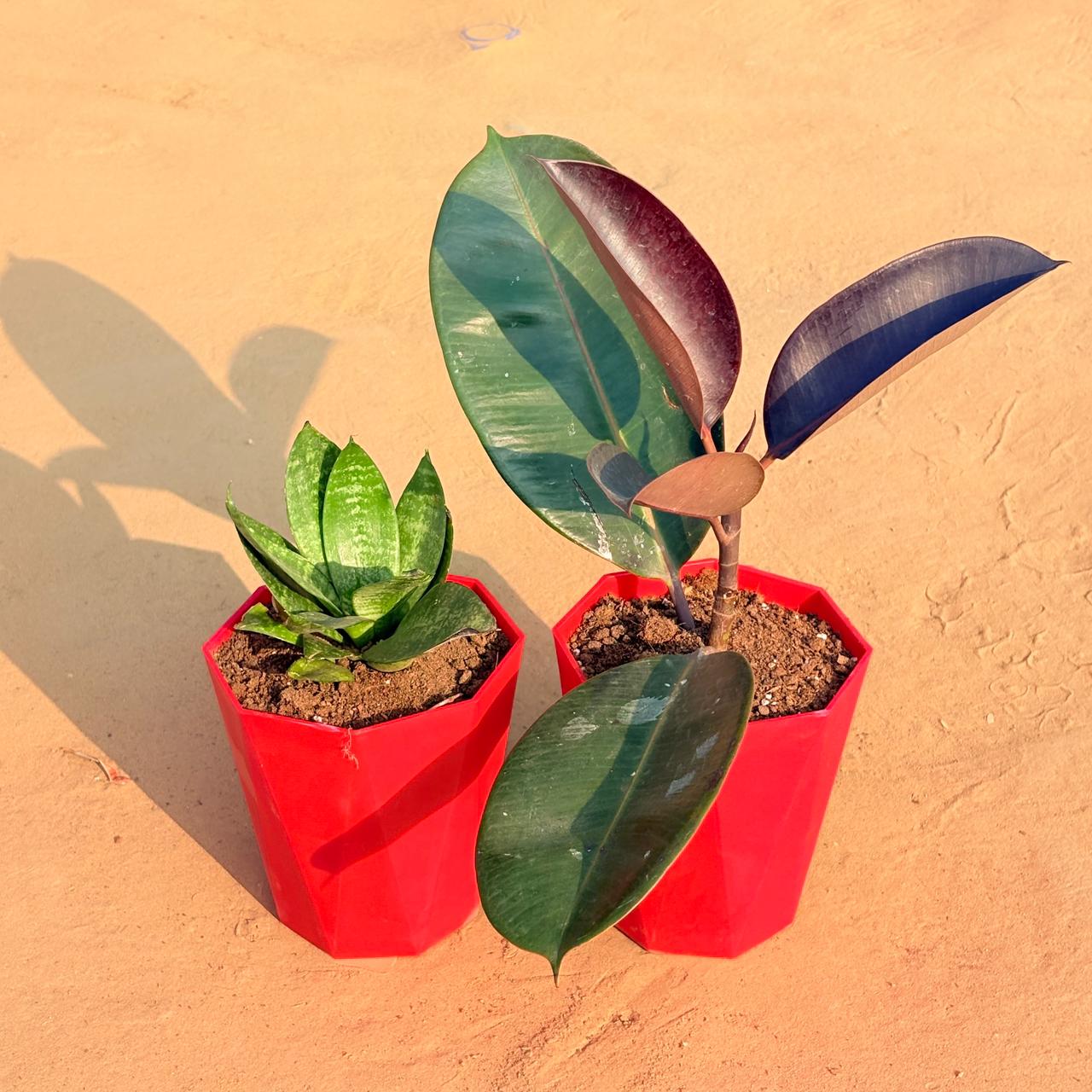 Set of 2 - Rubber Black & Snake Plant in 6 Inch Red Diamanti Plastic Pot