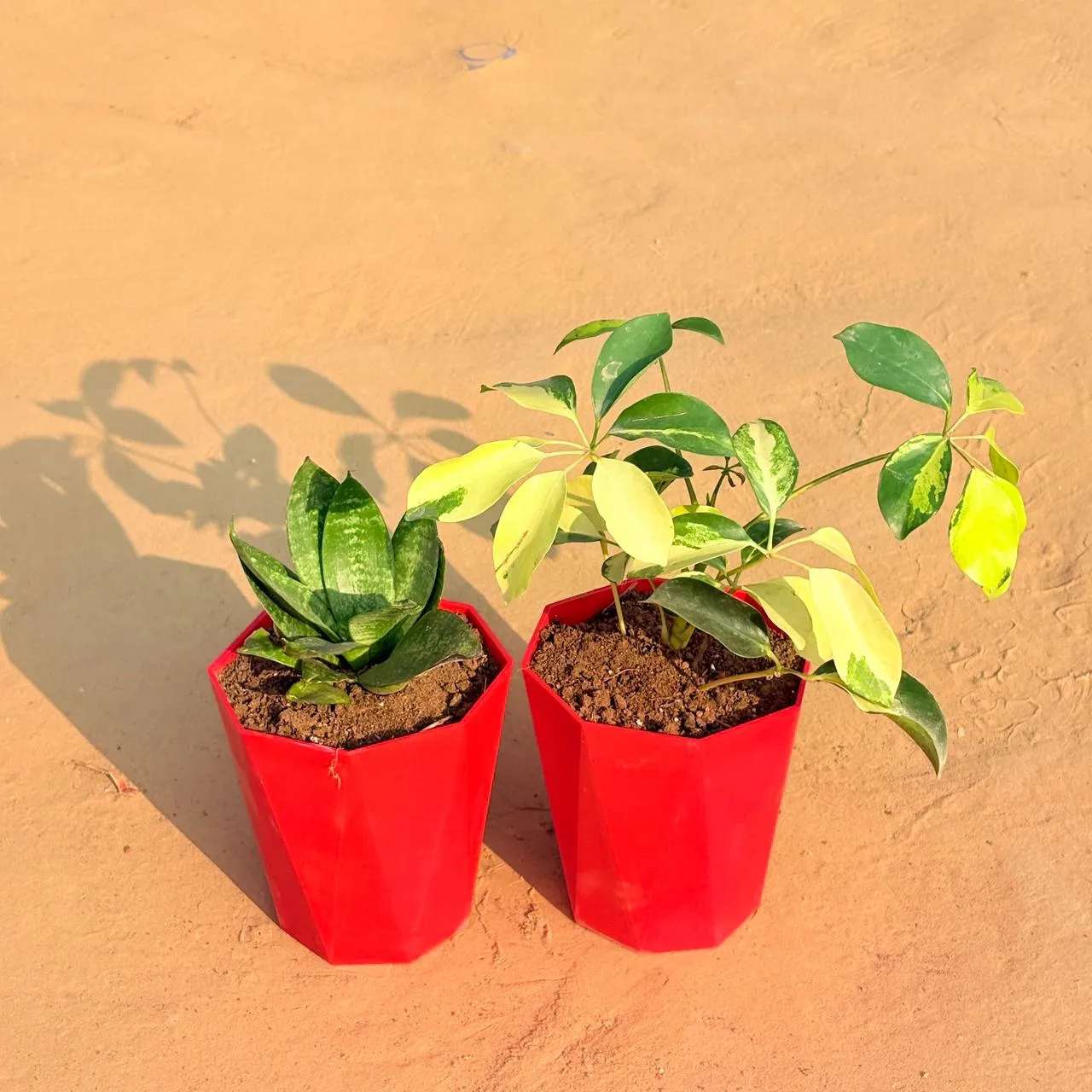 Set of 2 - Schefflera Brassia & Snake Plant in 6 Inch Red Diamanti Plastic Pot