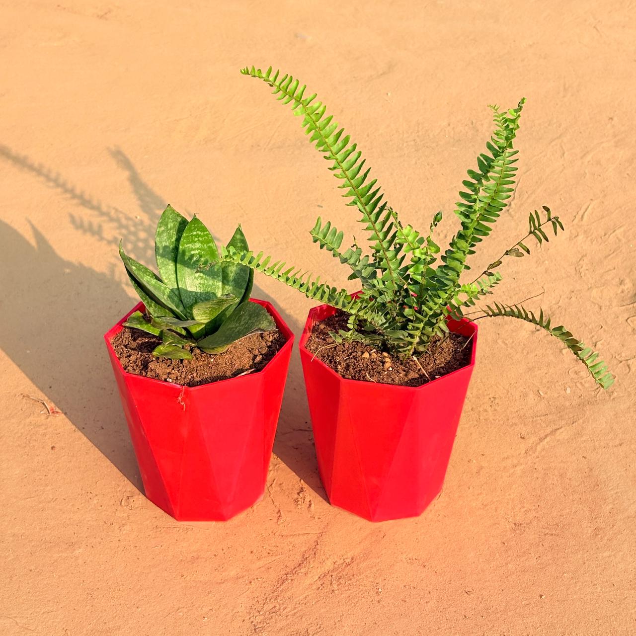 Set of 2 - Fern Green & Snake Plant in 6 Inch Red Diamanti Plastic Pot