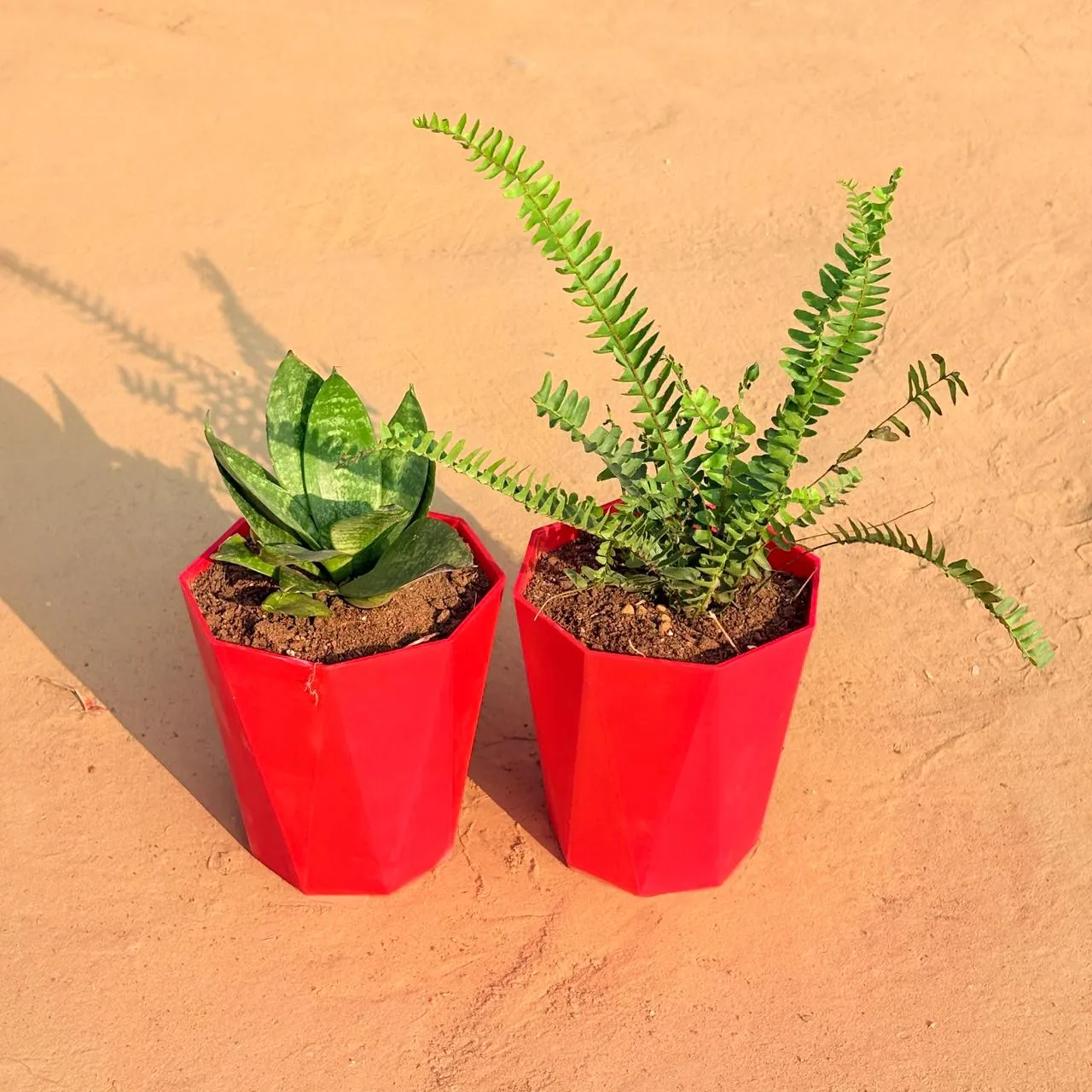 Set of 2 - Fern Green & Snake Plant in 6 Inch Red Diamanti Plastic Pot