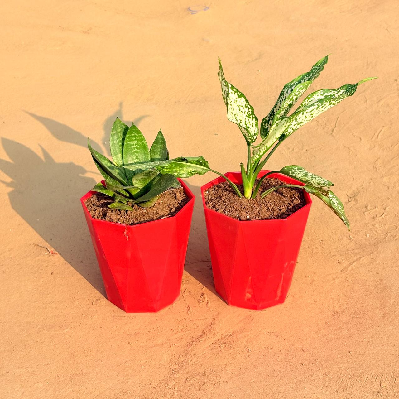 Set of 2 - Aglaonema Snow White & Snake Plant in 6 Inch Red Diamanti Plastic Pot
