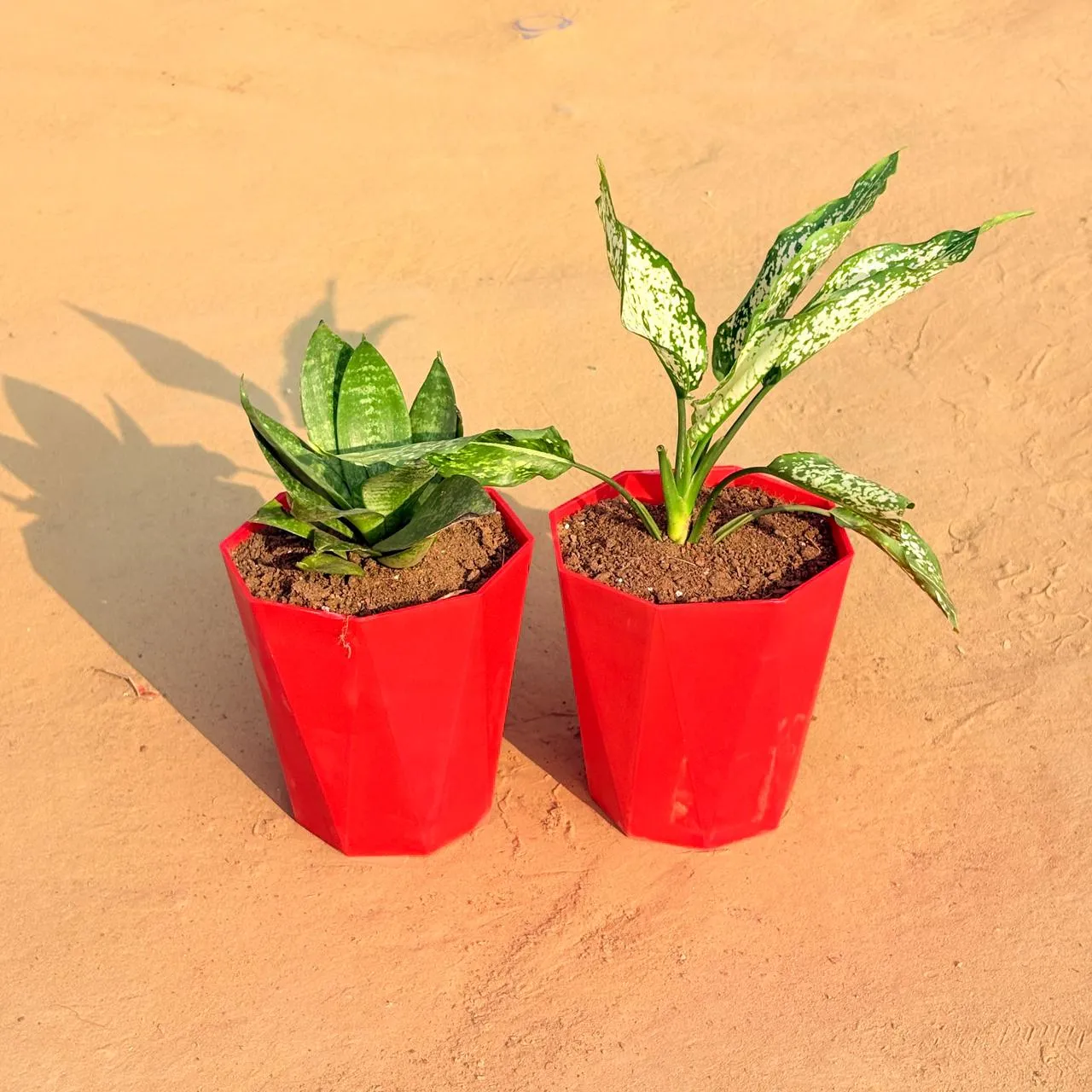 Set of 2 - Aglaonema Snow White & Snake Plant in 6 Inch Red Diamanti Plastic Pot