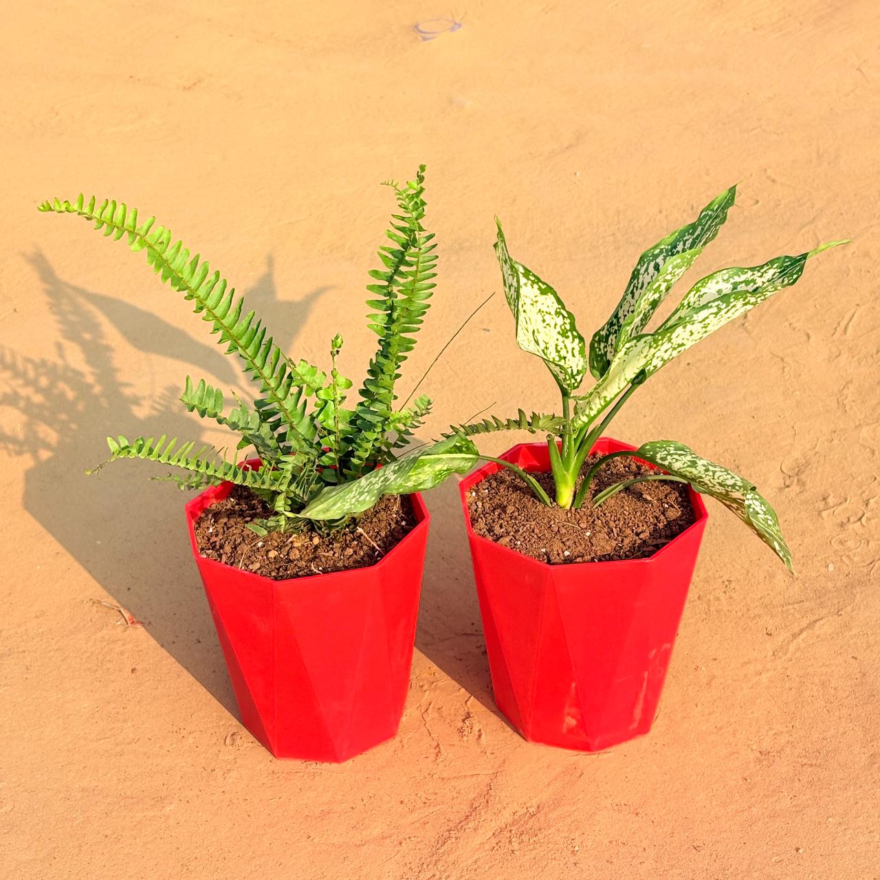 Set of 2 - Fern Green & Aglaonema Snow White in 6 Inch Red Diamanti Plastic Pot