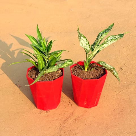 Set of 2 - Dracaena Messenger & Aglaonema Snow White in 6 Inch Live Plant Red Diamanti Plastic Pot