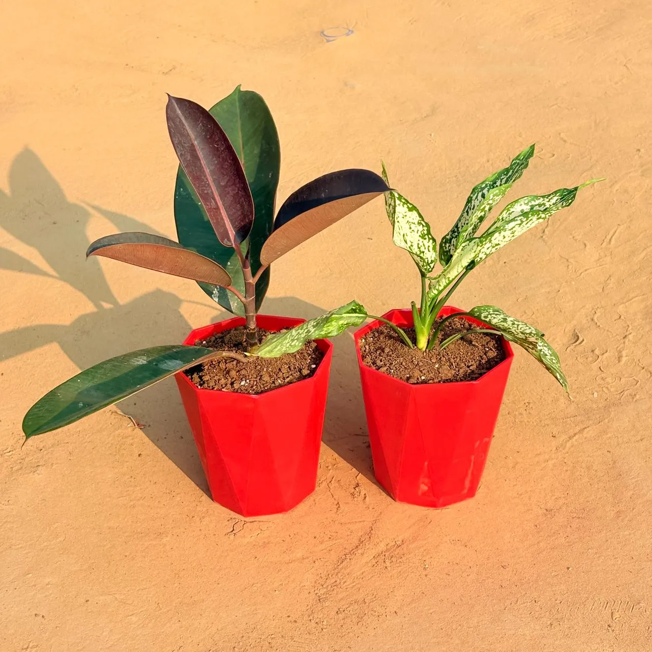 Set of 2 - Rubber Black & Aglaonema Snow White in 6 Inch Red Diamanti Plastic Pot