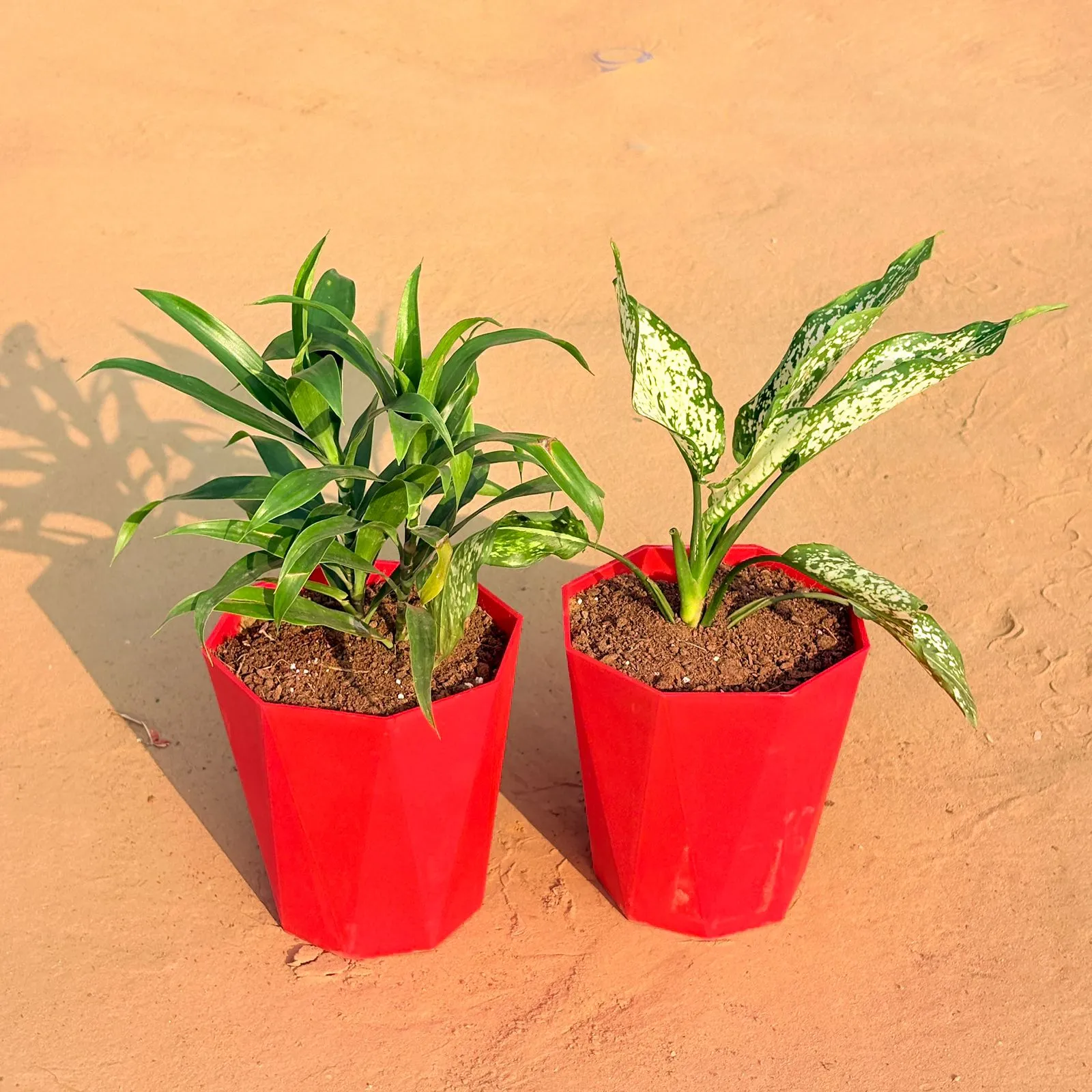 Set of 2 - Dracaena Green & Aglaonema Snow White in 6 Inch Red Diamanti Plastic Pot