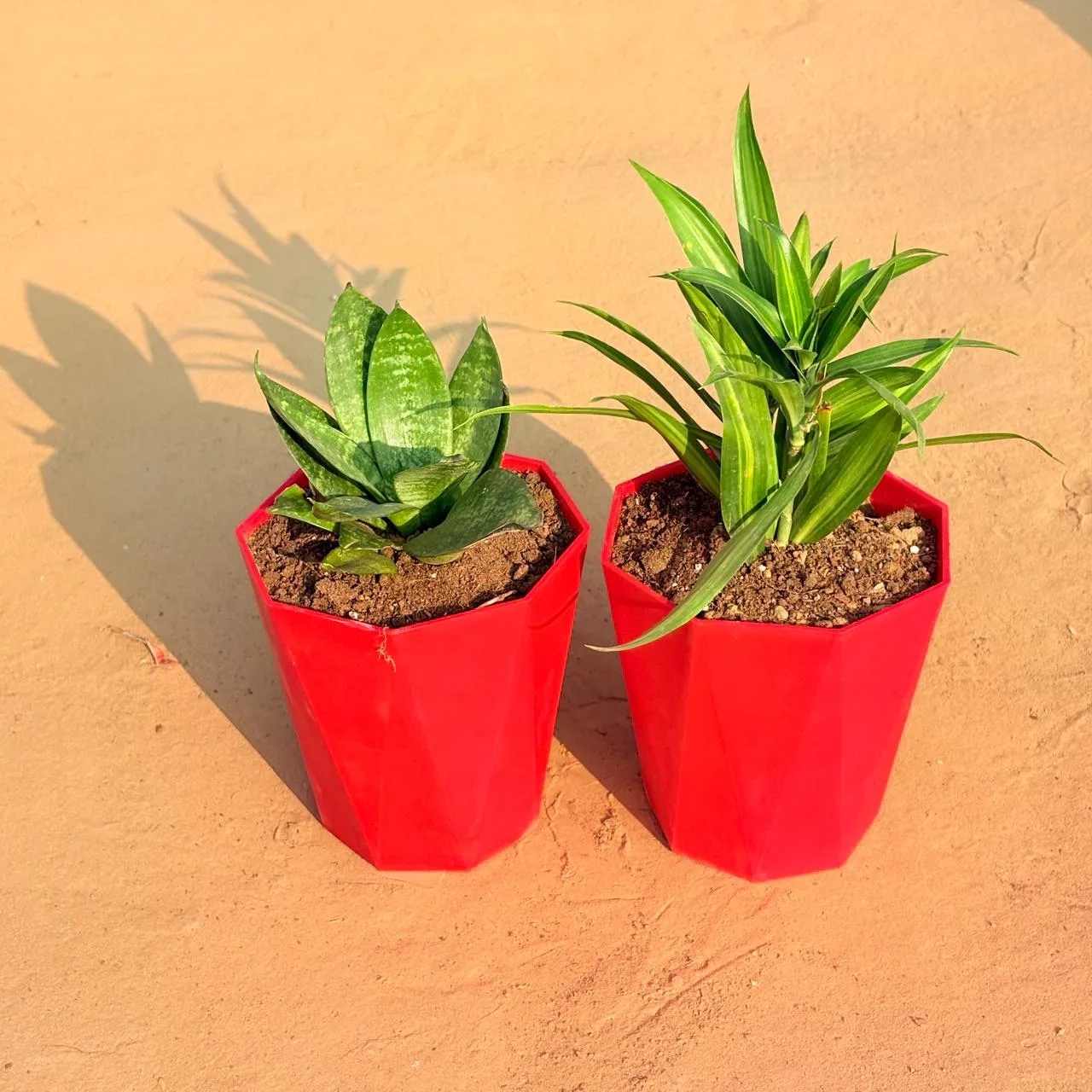 Set of 2 - Dracaena Messenger & Snake Plant in 6 Inch Red Diamanti Plastic Pot