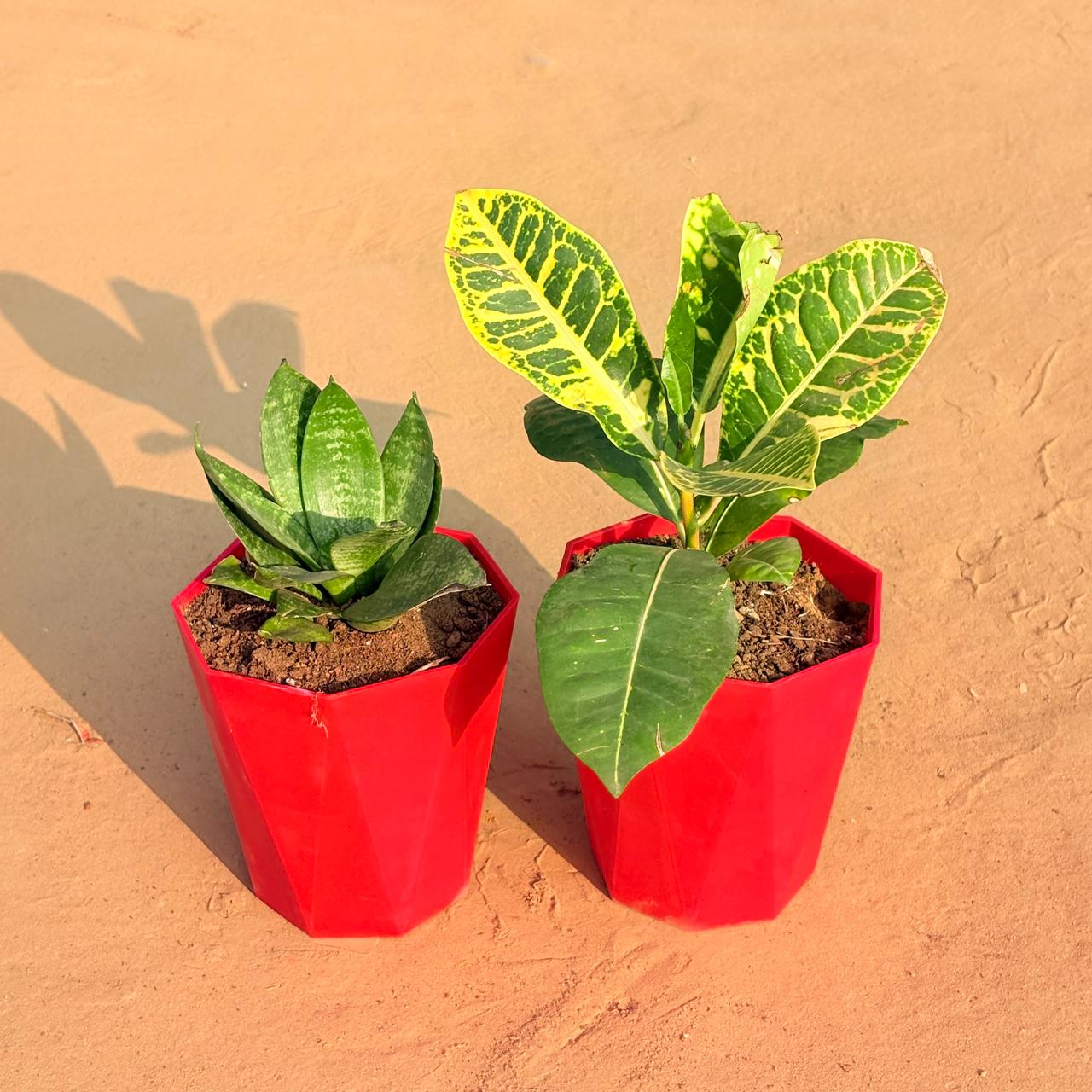 Set of 2 - Croton Petra Yellow & Snake Plant in 6 Inch Red Diamanti Plastic Pot