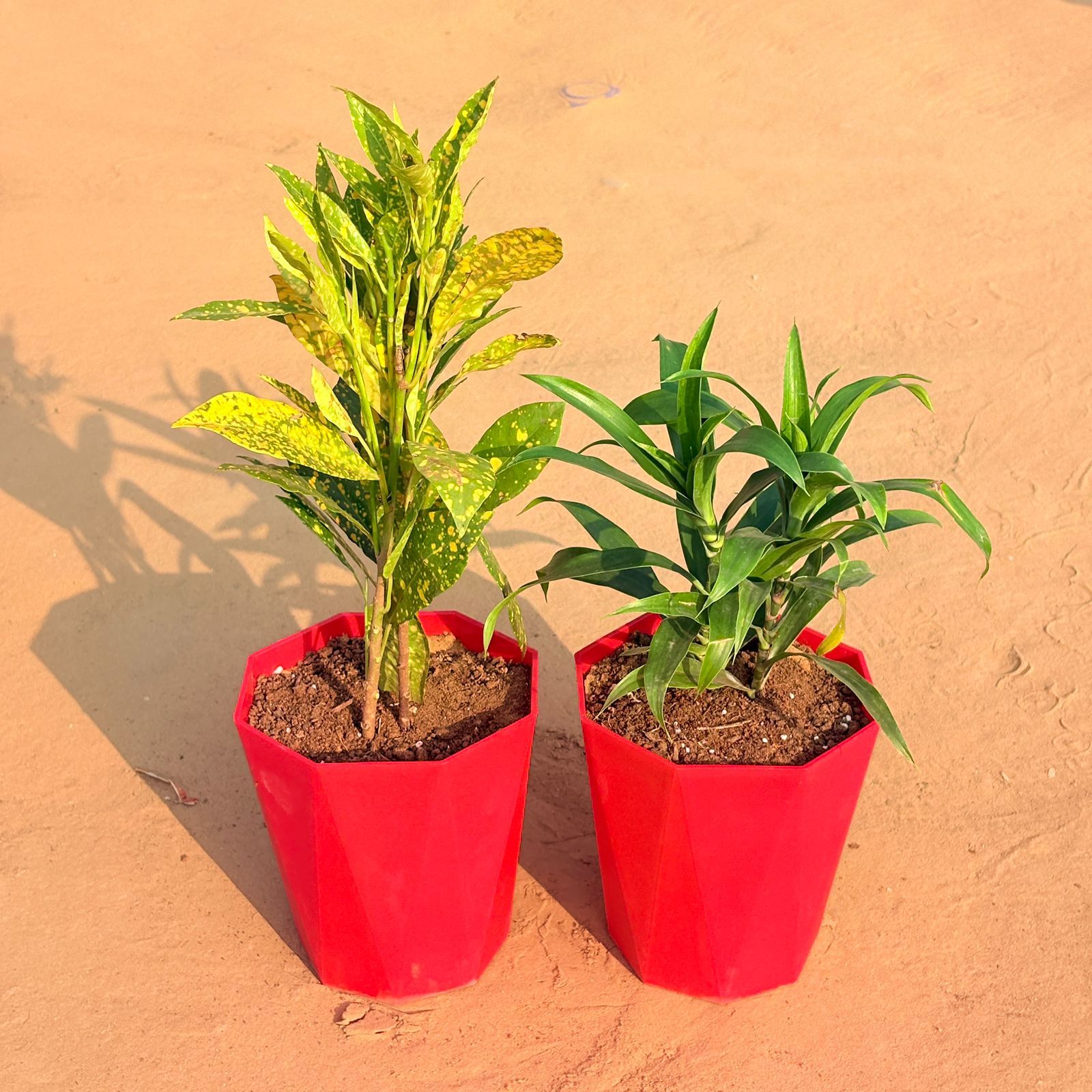Set of 2 - Dracaena Green & Baby Croton in 6 Inch Red Diamanti Plastic Pot