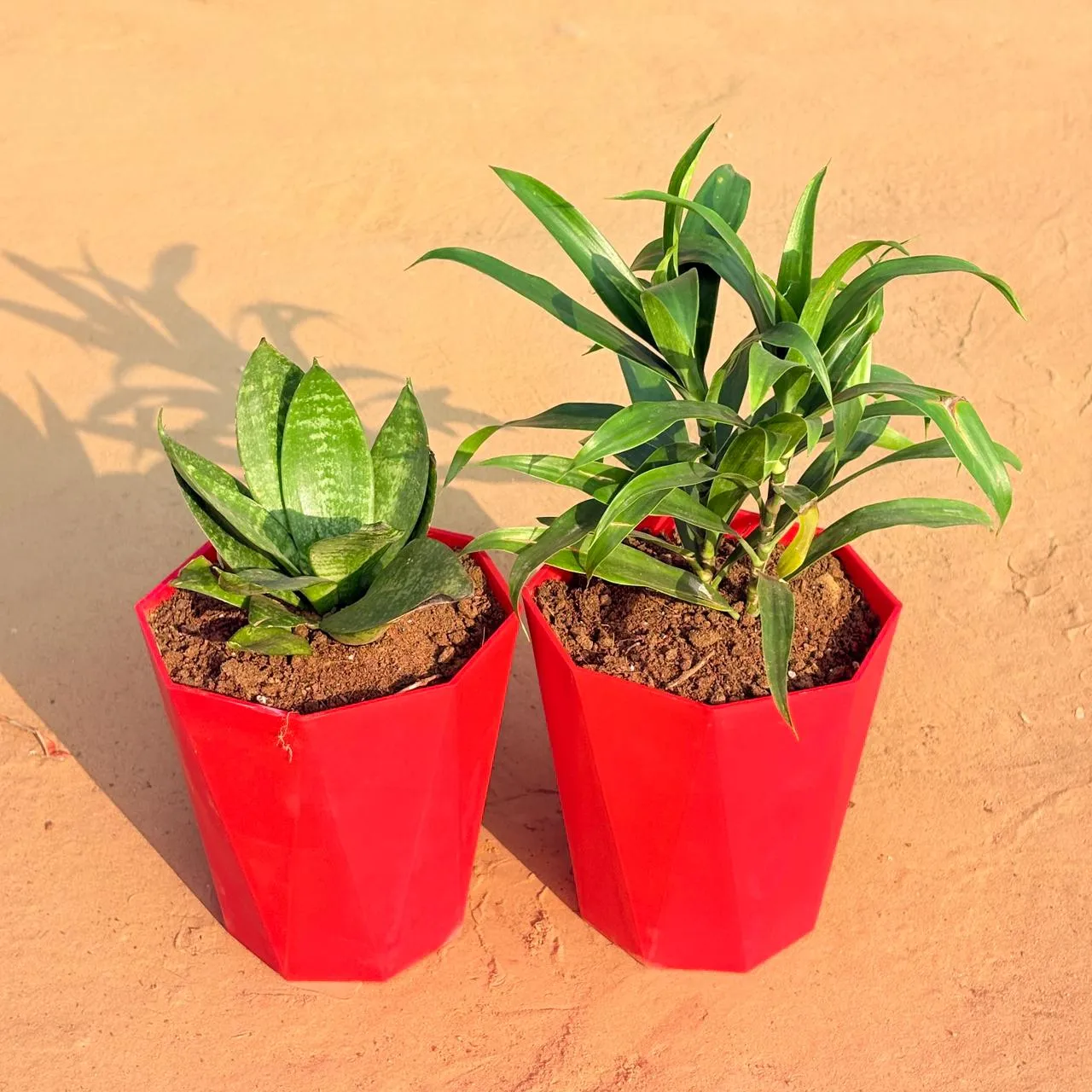 Set of 2 - Dracaena Green & Snake Plant in 6 Inch Red Diamanti Plastic Pot