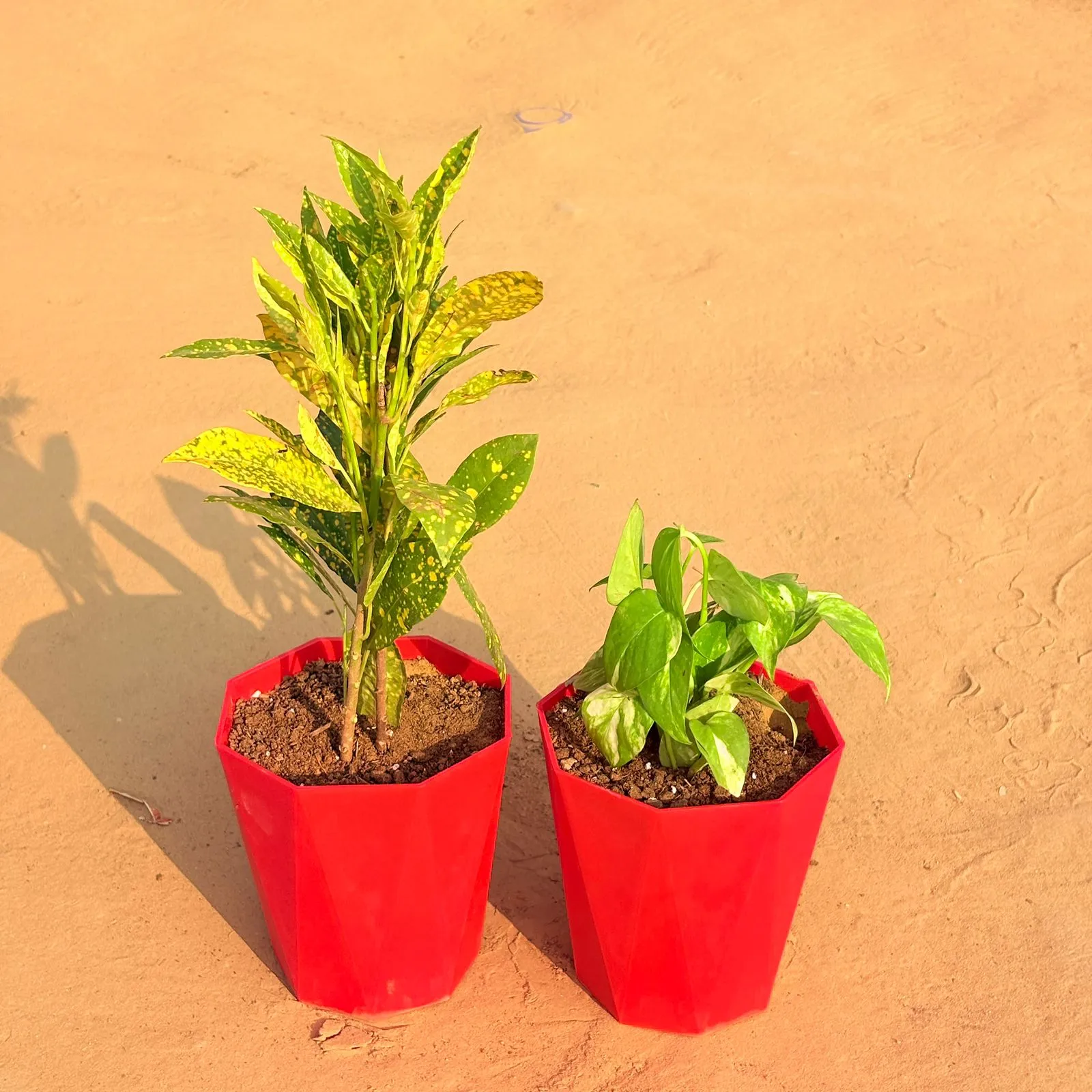 Set of 2 - Money Plant Marble & Baby Croton in 6 Inch Red Diamanti Plastic Pot