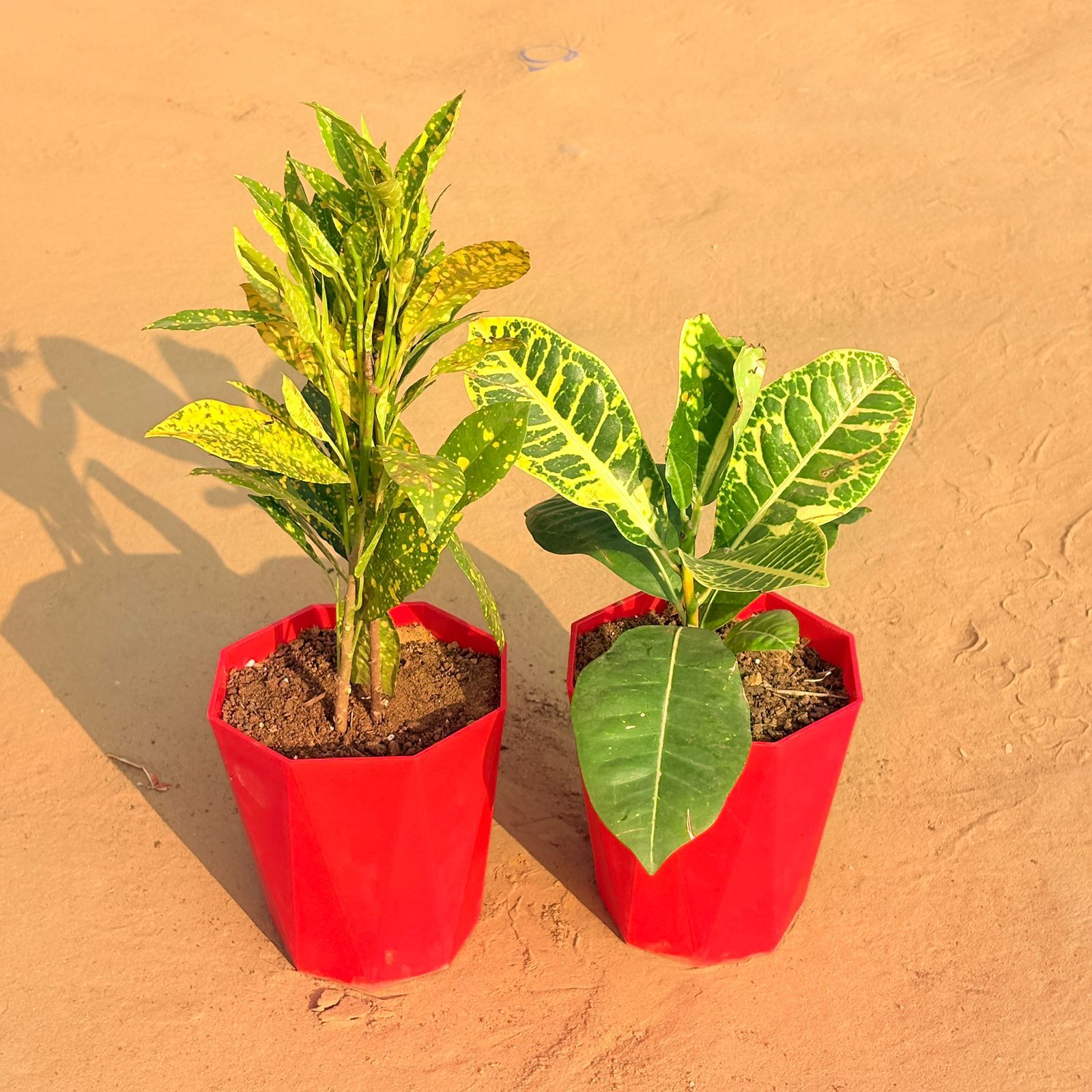 Set of 2 - Croton Petra Yellow & Baby Croton in 6 Inch Red Diamanti Plastic Pot