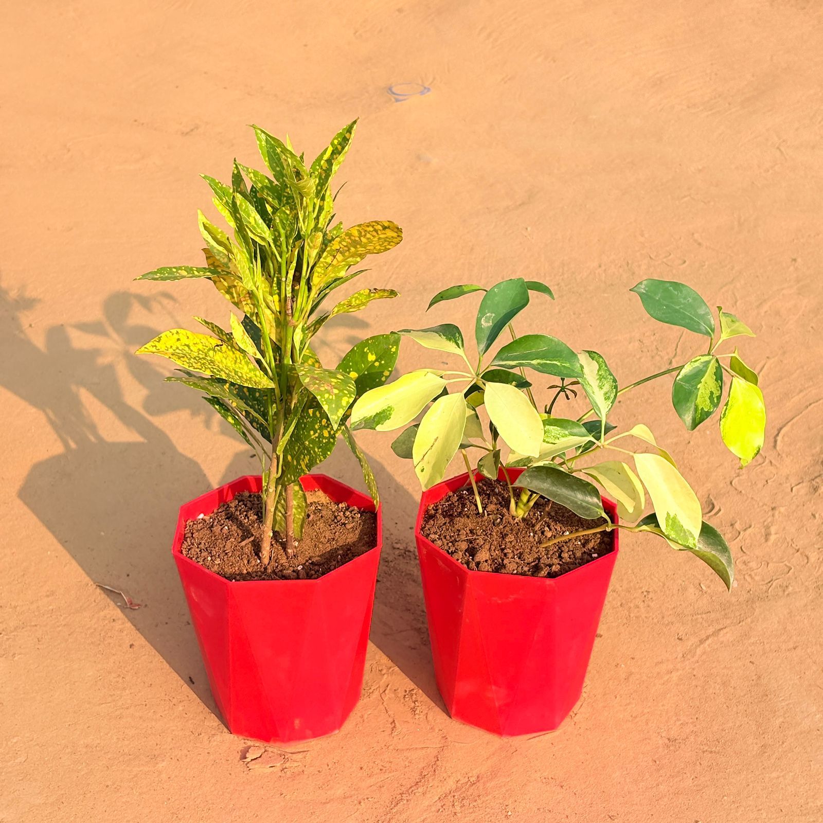 Set of 2 - Schefflera Brassia & Baby Croton in 6 Inch Red Diamanti Plastic Pot