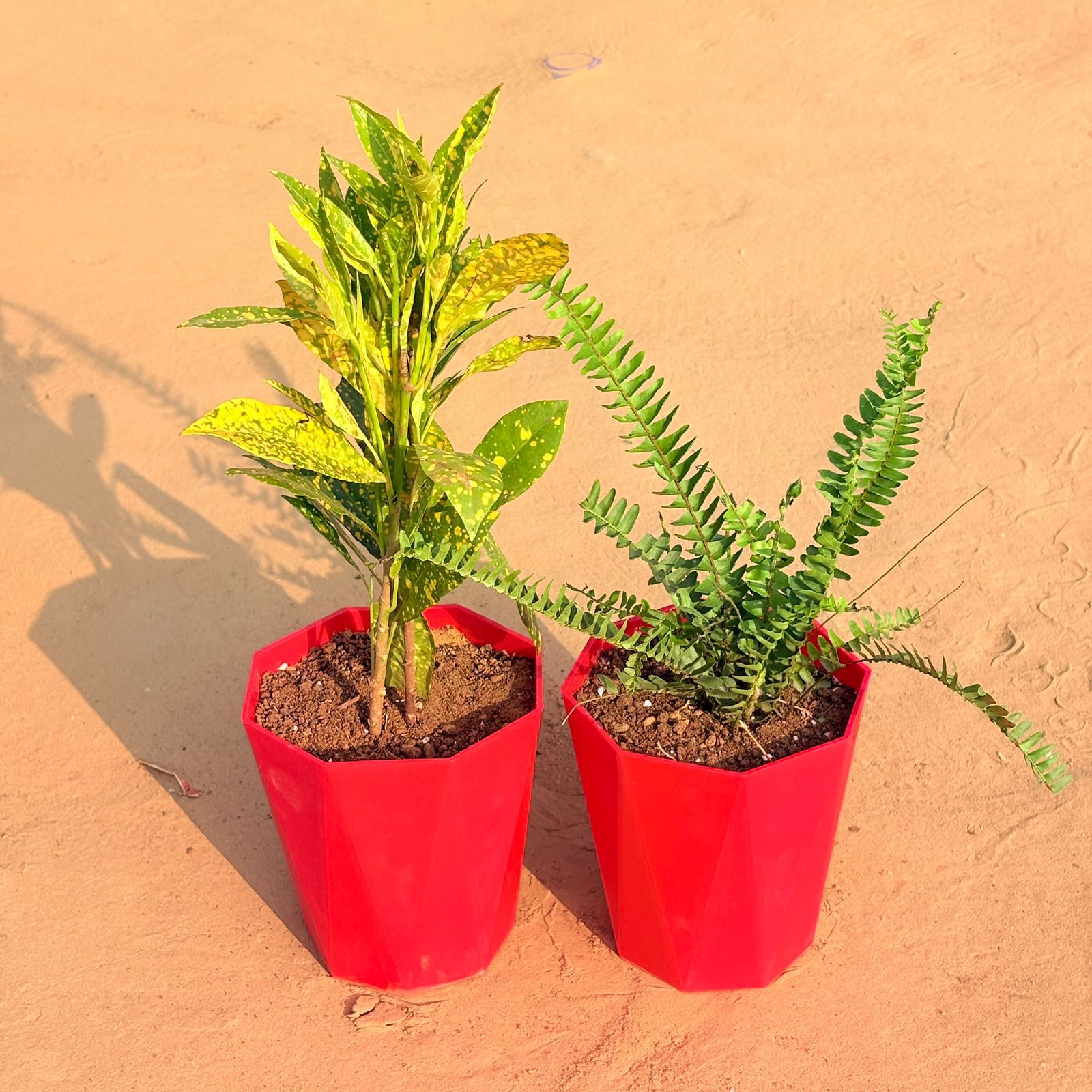 Set of 2 - Fern Green & Baby Croton in 6 Inch Red Diamanti Plastic Pot