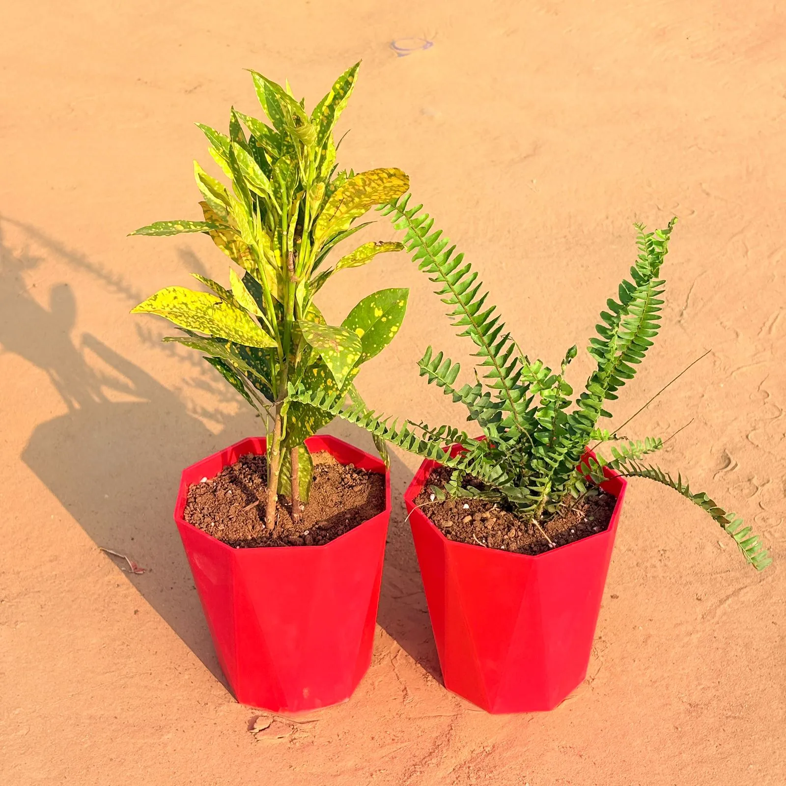 Set of 2 - Fern Green & Baby Croton in 6 Inch Red Diamanti Plastic Pot