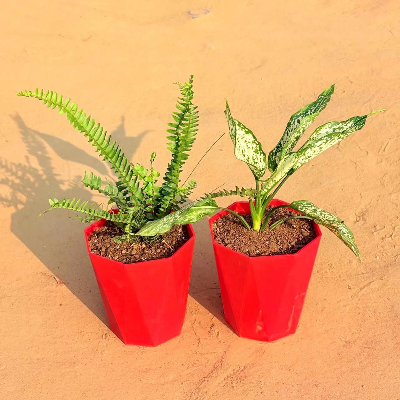 Set of 2 - Fern Green & Aglaonema Snow White in 6 Inch Red Diamanti Plastic Pot