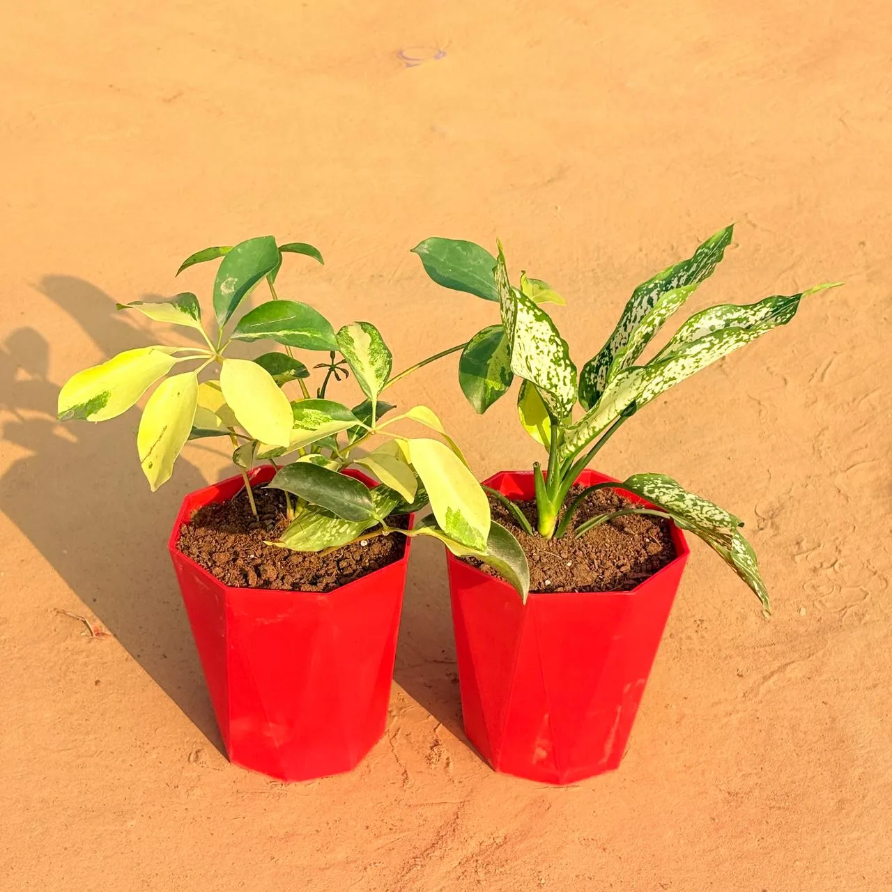 Set of 2 - Schefflera Brassia & Aglaonema Snow White in 6 Inch Red Diamanti Plastic Pot
