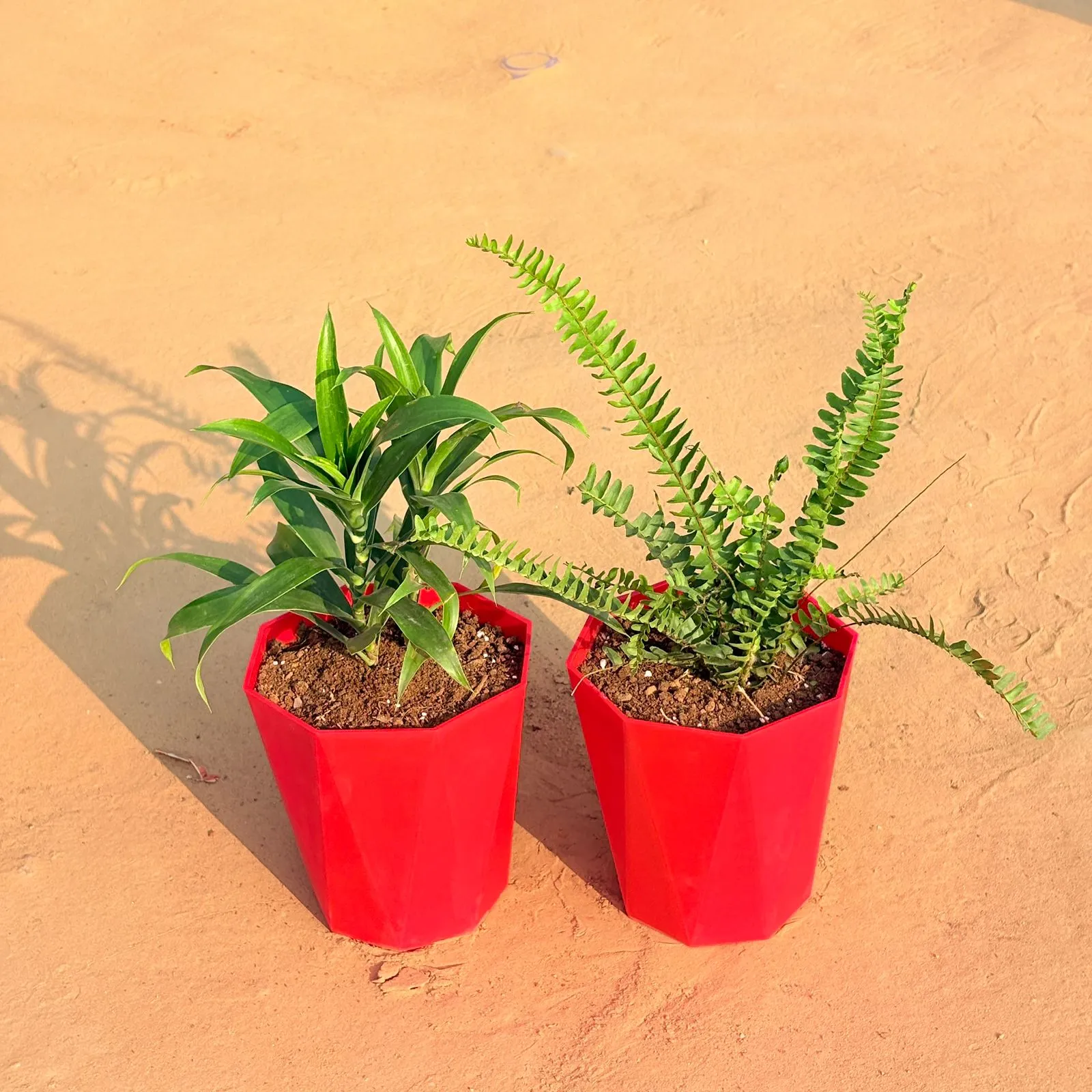 Set of 2 - Dracaena Green & Fern Green in 6 Inch Red Diamanti Plastic Pot