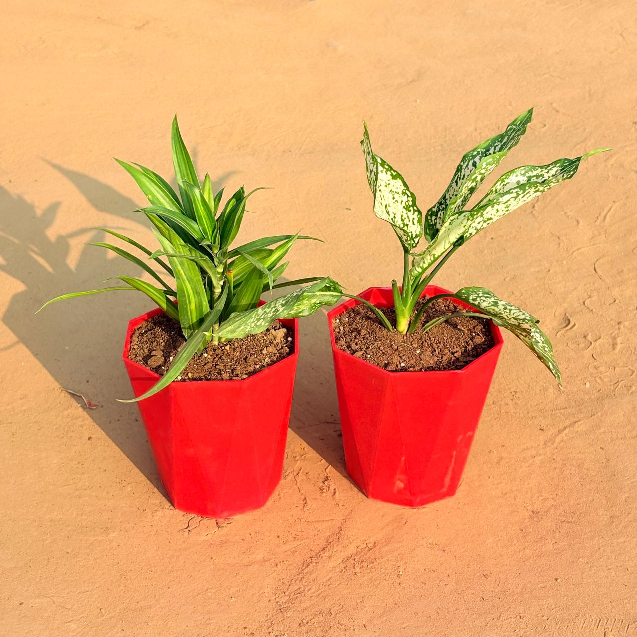 Set of 2 - Dracaena Messenger & Aglaonema Snow White in 6 Inch Red Diamanti Plastic Pot