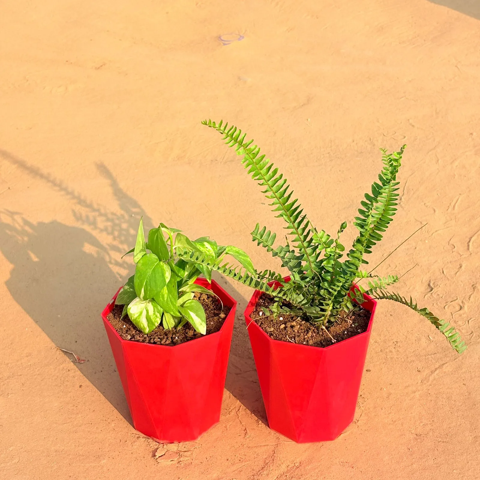 Set of 2 - Money Plant Marble & Fern Green in 6 Inch Red Diamanti Plastic Pot