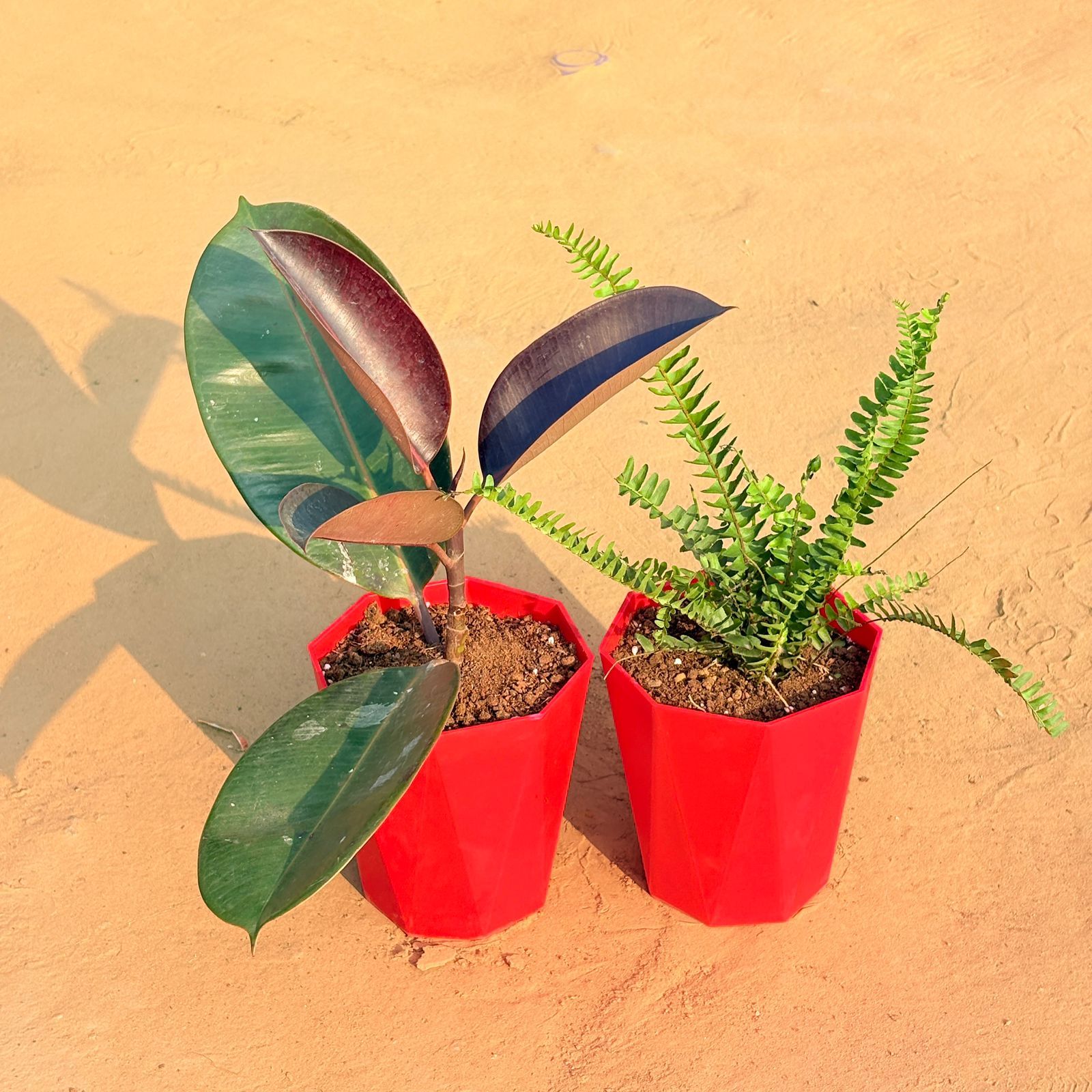 Set of 2 - Rubber Black & Fern Green in 6 Inch Red Diamanti Plastic Pot