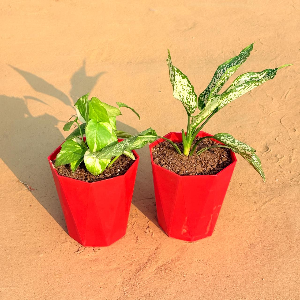 Set of 2 - Money Plant Marble & Aglaonema Snow White in 6 Inch Red Diamanti Plastic Pot