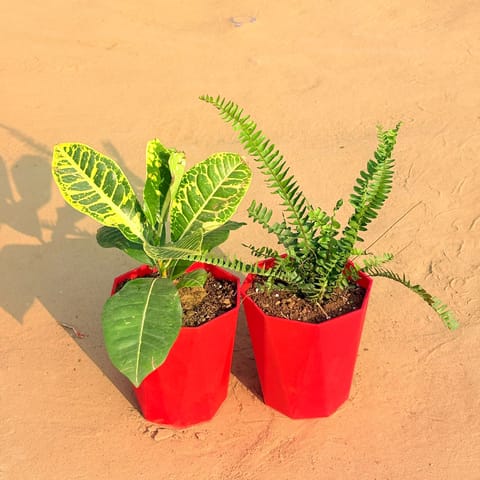 Set of 2 - Croton Petra Yellow & Fern Green in 6 Inch Live Plant Red Diamanti Plastic Pot