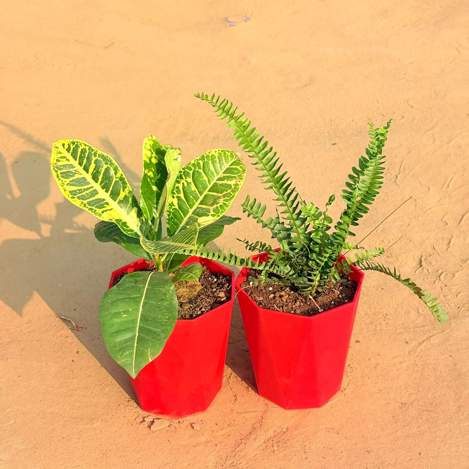 Set of 2 - Croton Petra Yellow & Fern Green in 6 Inch Red Diamanti Plastic Pot