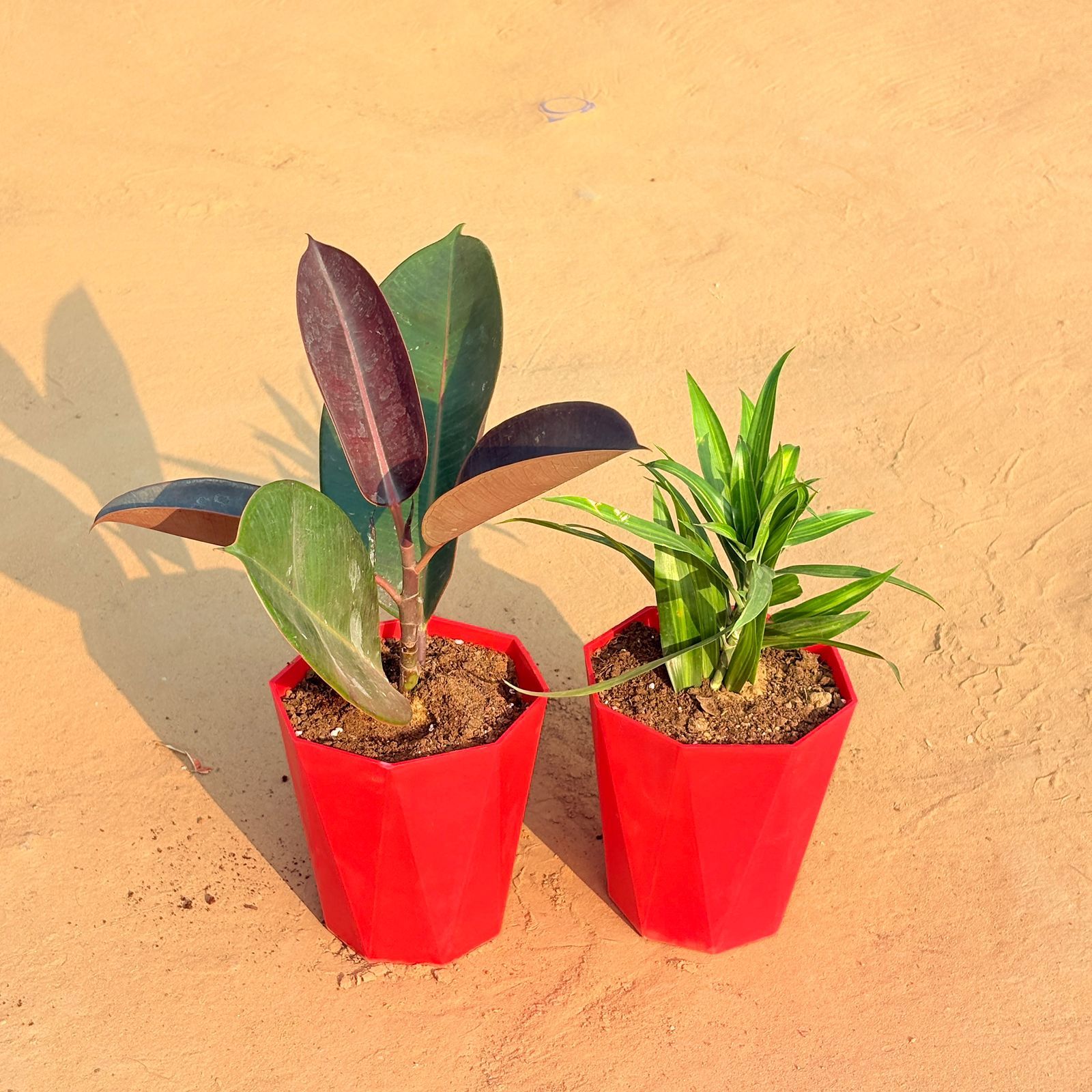 Set of 2 - Dracaena Messenger & Rubber Black in 6 Inch Red Diamanti Plastic Pot