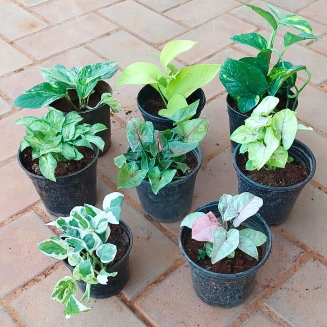 Twin Harmony - Set of 8 - Money Plant (Green, N'Joy, Golden, Marble) & Syngonium (Pink, Bronze, Yellow Butterfly, Yammi) in 4 Inch Nursery Pot