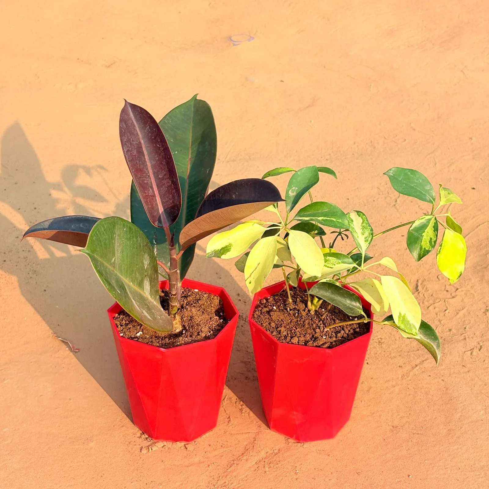 Set of 2 - Schefflera Brassia & Rubber Black in 6 Inch Red Diamanti Plastic Pot