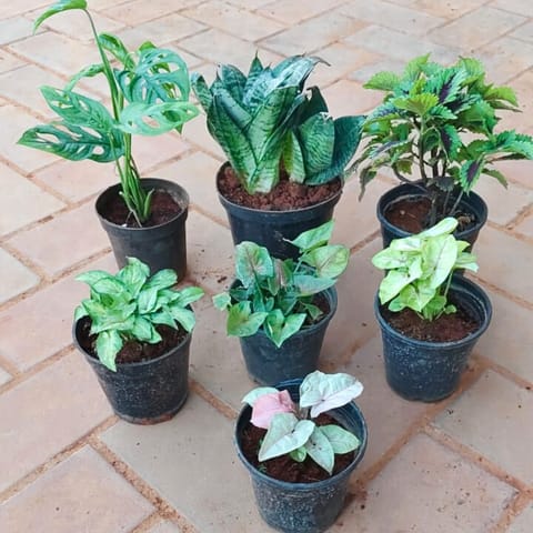 Set of 7 - Snake Dwarf Green, Monstera Broken Heart, Coleus (Any Colour) & Syngonium (Pink, Bronze, Yellow Butterfly, Yammi) in 4 Inch Nursery Pot