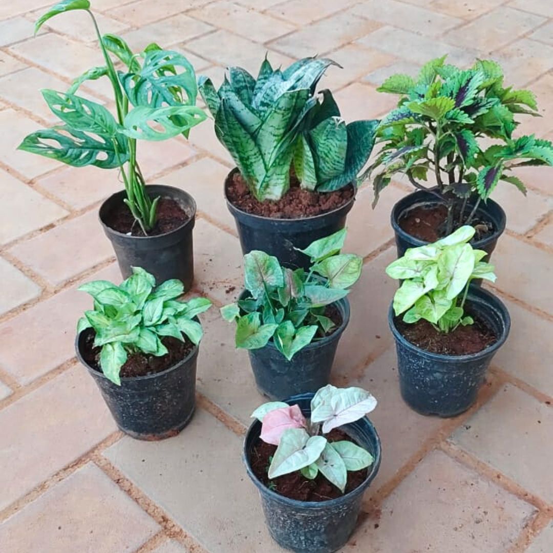 Set of 7 - Snake Dwarf Green, Monstera Broken Heart, Coleus (Any Colour) & Syngonium (Pink, Bronze, Yellow Butterfly, Yammi) in 4 Inch Nursery Pot