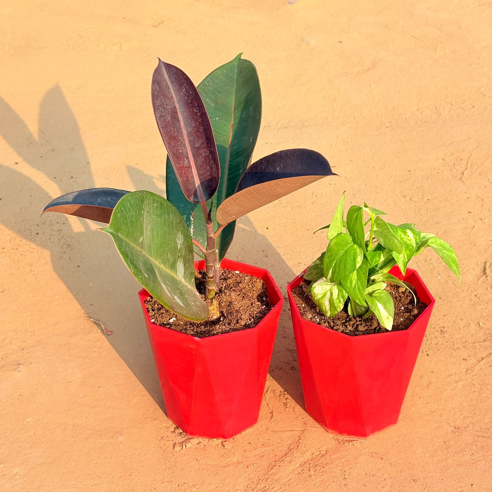Set of 2 - Money Plant Marble & Rubber Black in 6 Inch Red Diamanti Plastic Pot