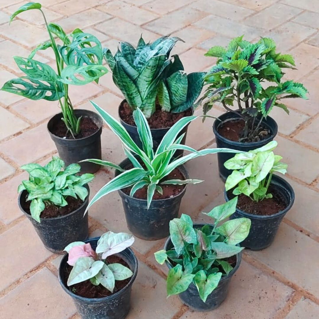 Leaf Symphony - Set of 8 - Snake Dwarf Green, Monstera Broken Heart, Coleus (Any Colour), Spider Green & Syngonium (Pink, Bronze, Yellow Butterfly, Yammi) in 4 Inch Nursery Pot