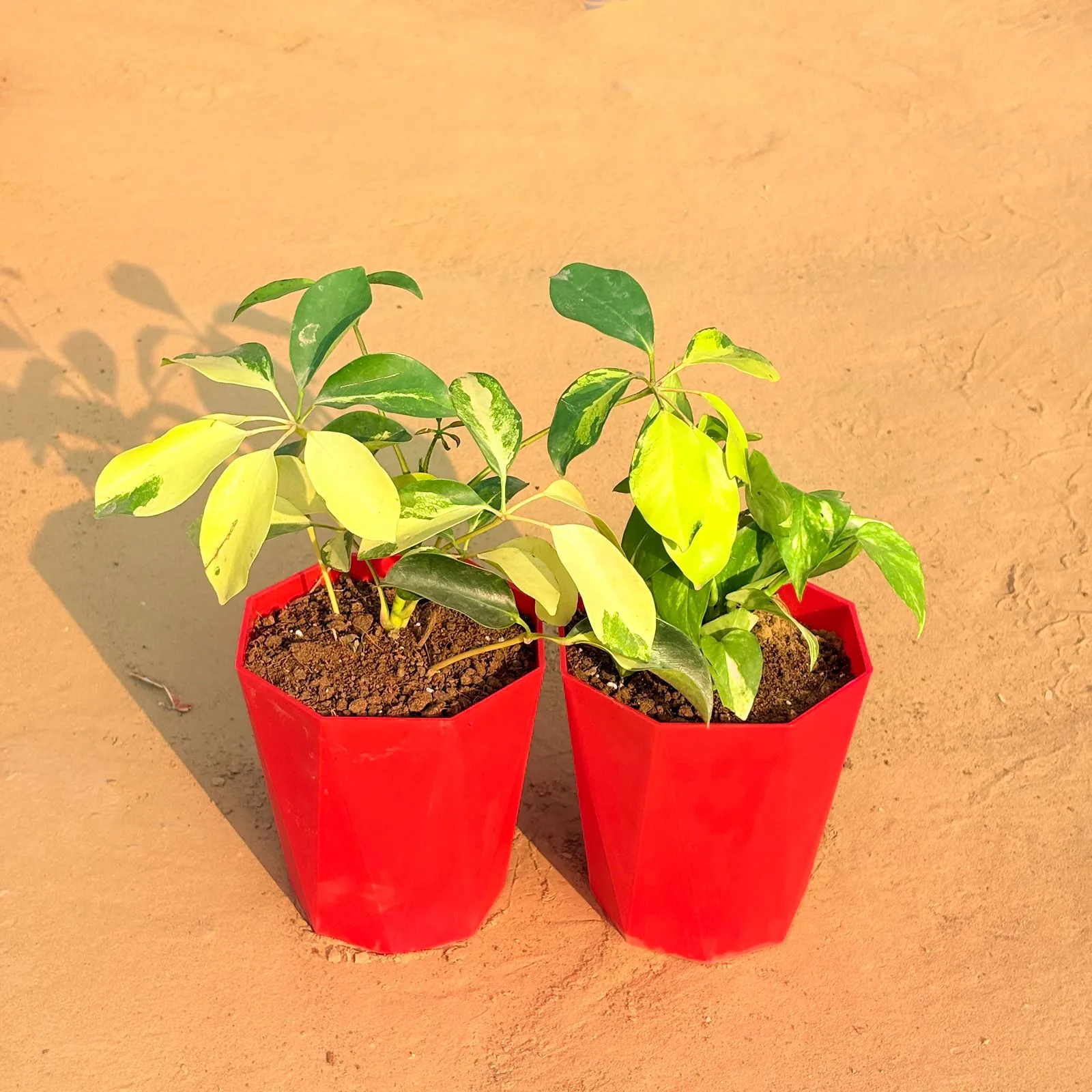 Set of 2 - Schefflera Brassia in 6 Inch Red Diamanti Plastic Pot