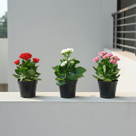 Set of 3 - Kalanchoe (Pink, Red & White) in 4 Inch Nursery Pot