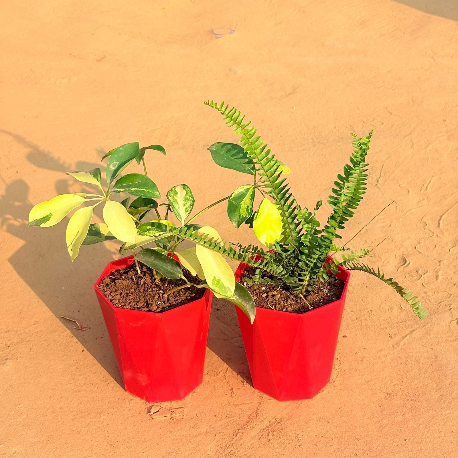 Set of 2 - Schefflera Brassia & Fern Green in 6 Inch Red Diamanti Plastic Pot
