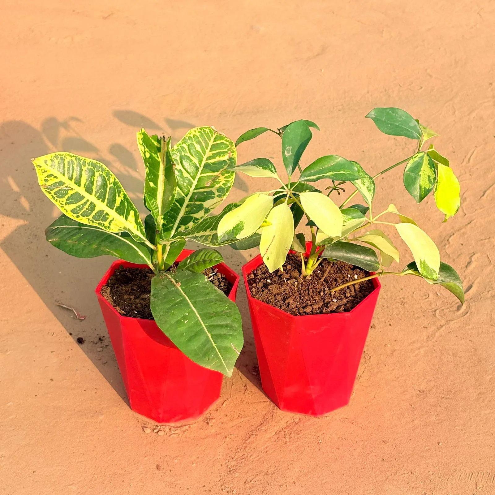 Set of 2 - Croton Petra Yellow & Schefflera Brassia in 6 Inch Red Diamanti Plastic Pot