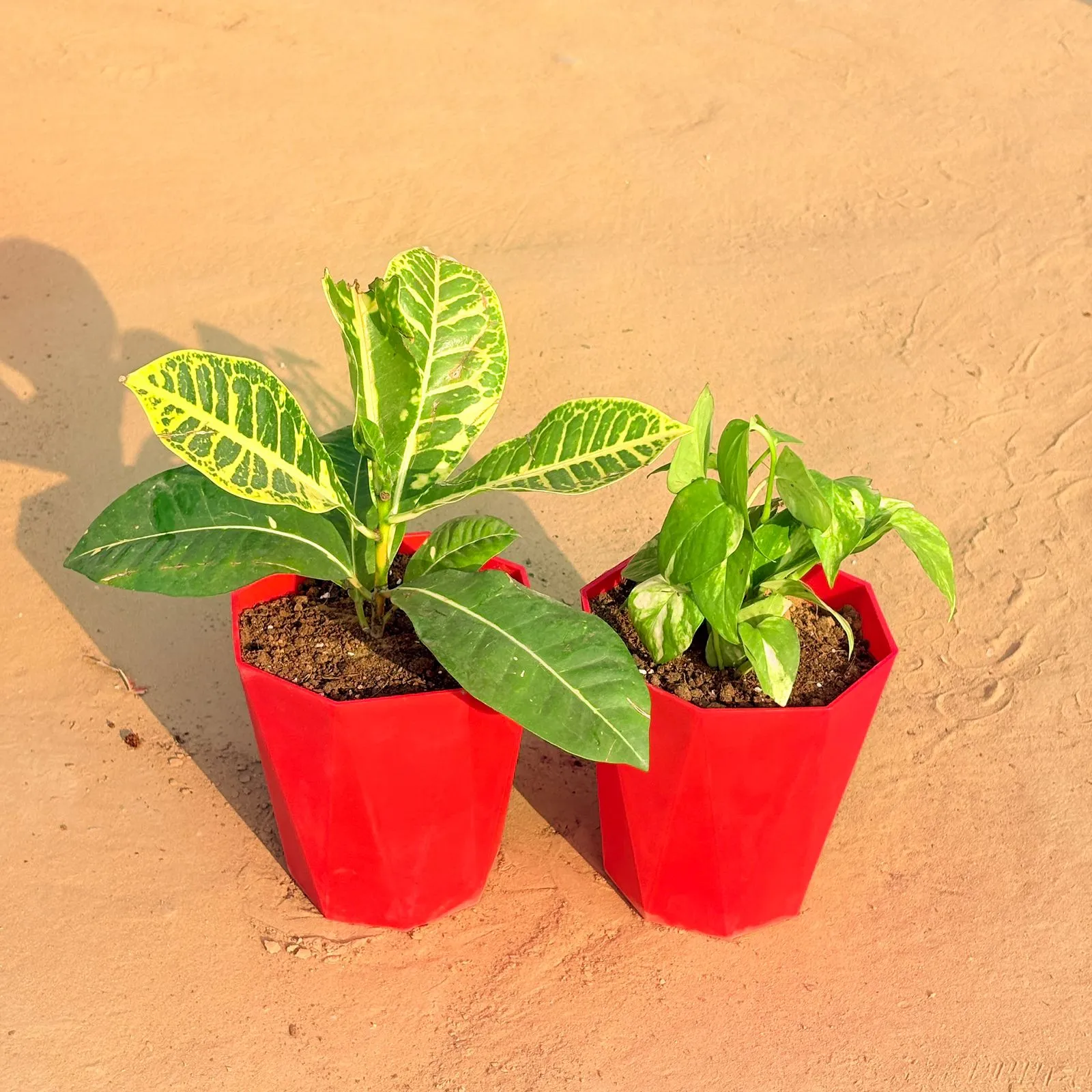 Set of 2 - Croton Petra Yellow & Money Plant Marble in 6 Inch Red Diamanti Plastic Pot