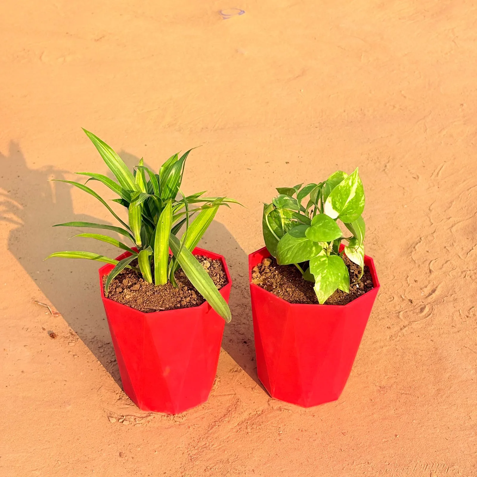 Set of 2 - Dracaena Messenger & Money Plant Marble in 6 Inch Red Diamanti Plastic Pot