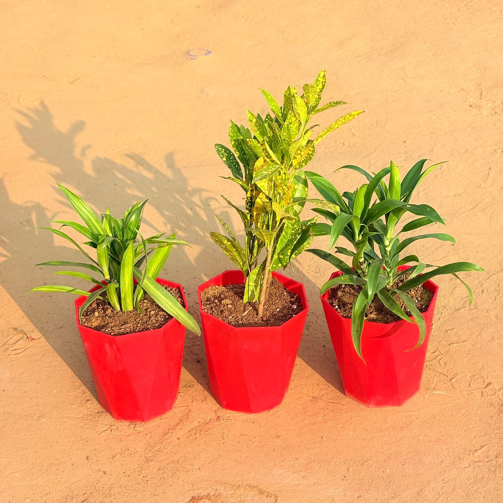 Set of 3 - Dracaena Messenger, Dracaena Green & Baby Croton in 6 Inch Red Diamanti Plastic Pot