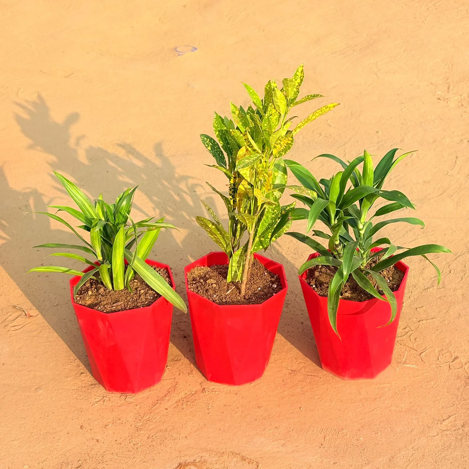 Set of 3 - Dracaena Messenger, Dracaena Green & Baby Croton in 6 Inch Red Diamanti Plastic Pot