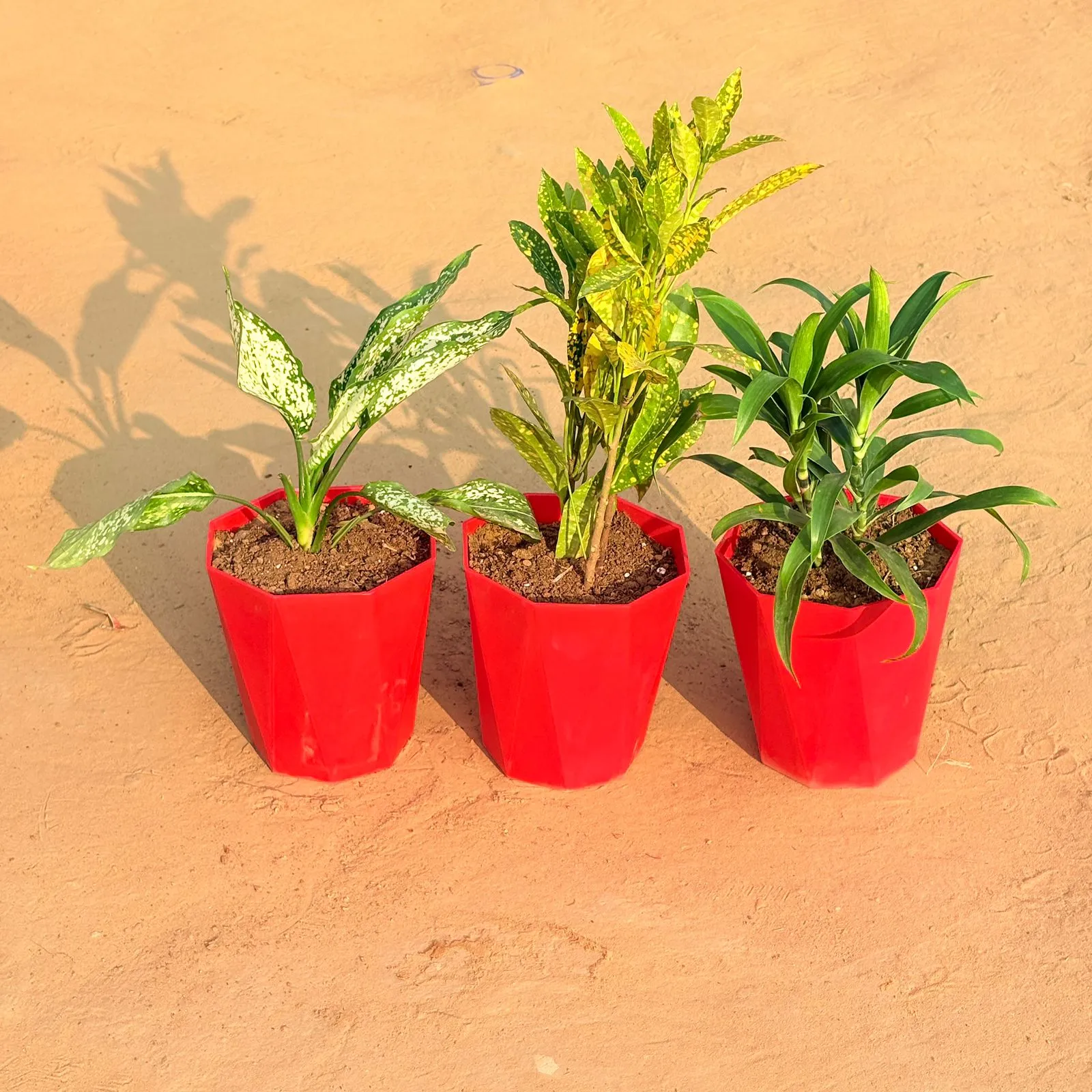 Set of 3 - Aglaonema Snow White, Dracaena Green & Baby Croton in 6 Inch Red Diamanti Plastic Pot