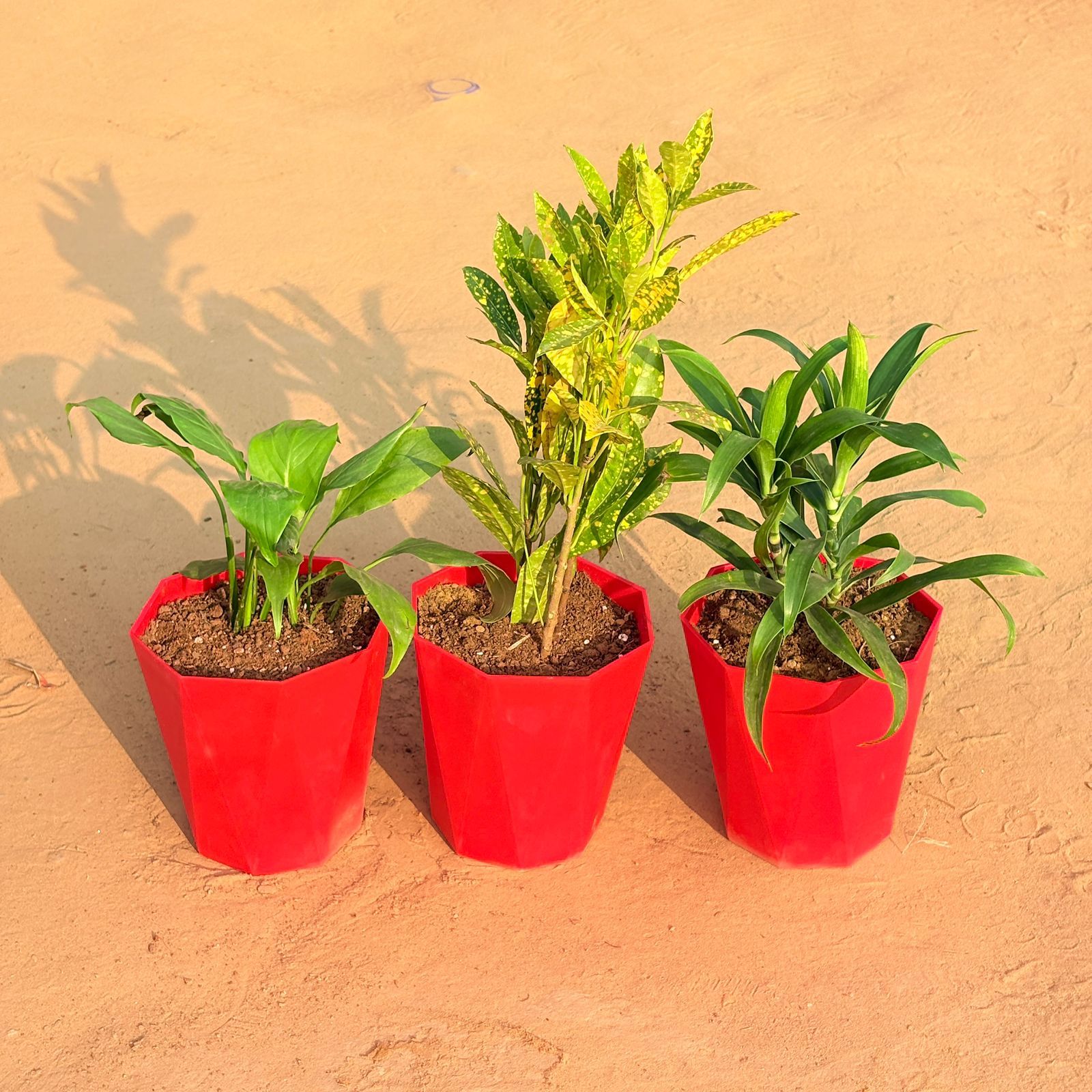 Set of 3 - Peace Lily, Dracaena Green & Baby Croton in 6 Inch Red Diamanti Plastic Pot