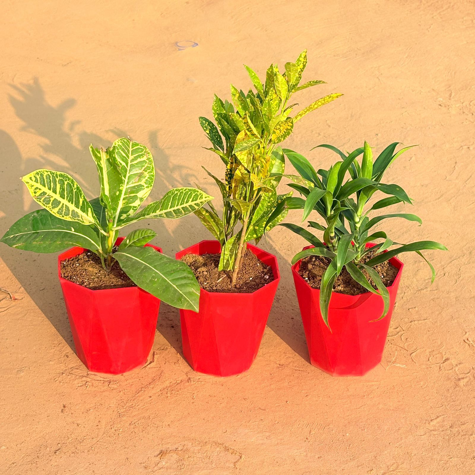 Set of 3 - Croton Petra Yellow, Dracaena Green & Baby Croton in 6 Inch Red Diamanti Plastic Pot
