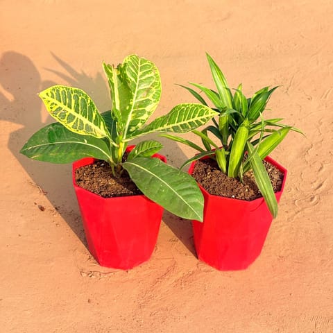 Set of 2 - Croton Petra Yellow & Dracaena Messenger in 6 Inch Live Fresh Plant Red Diamanti Plastic Pot in Sector 51