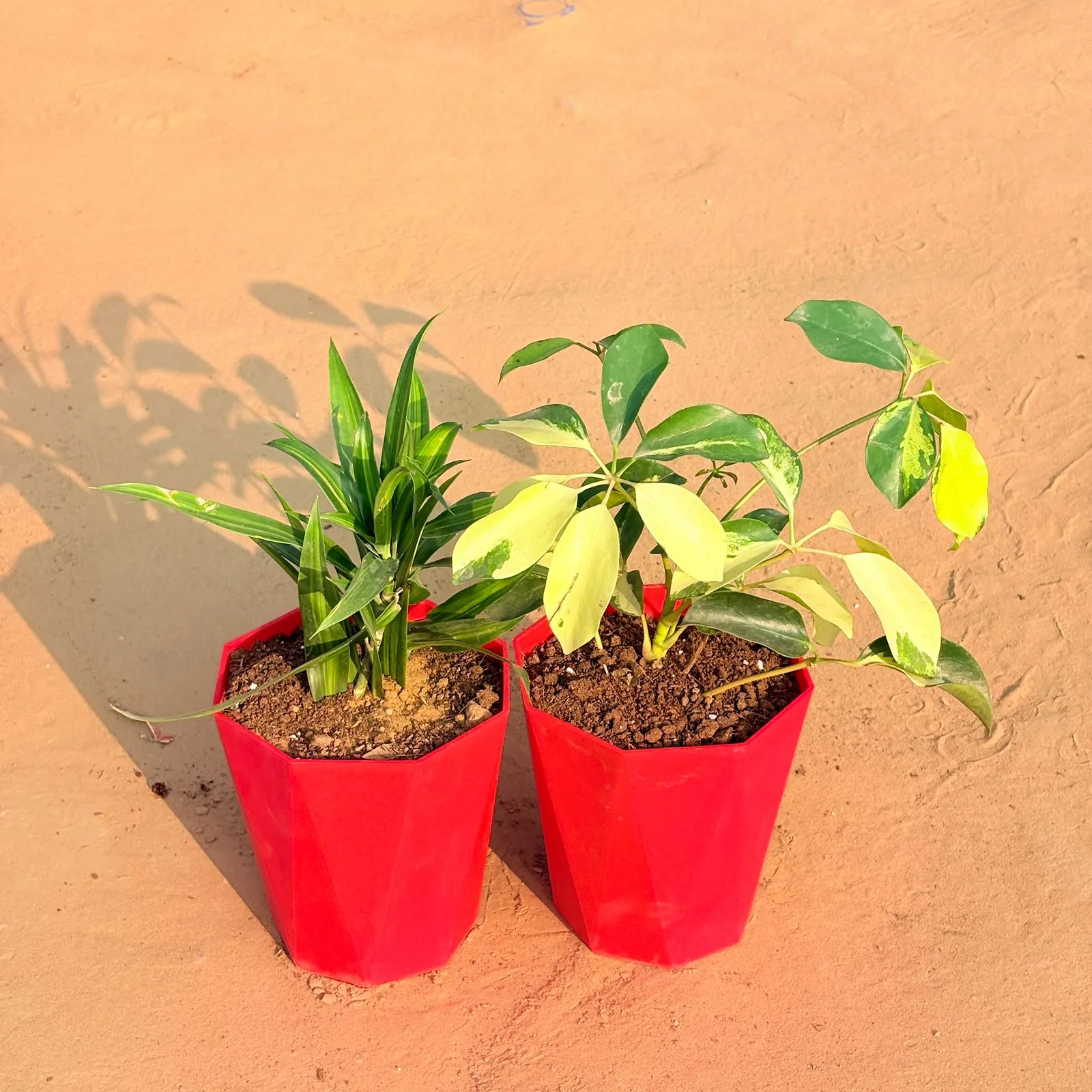 Set of 2 - Dracaena Messenger & Schefflera Brassia in 6 Inch Red Diamanti Plastic Pot