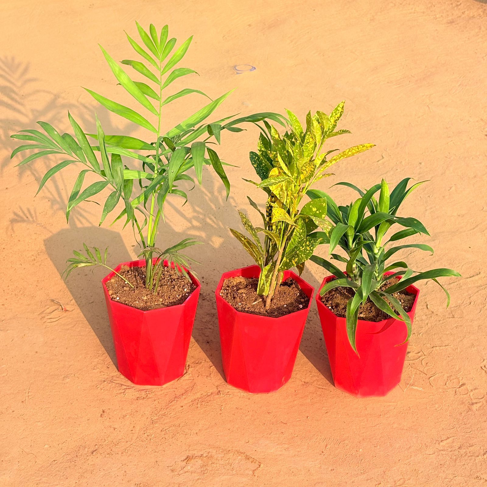 Set of 3 - Chamaedorea Palm, Dracaena Green & Baby Croton in 6 Inch Red Diamanti Plastic Pot