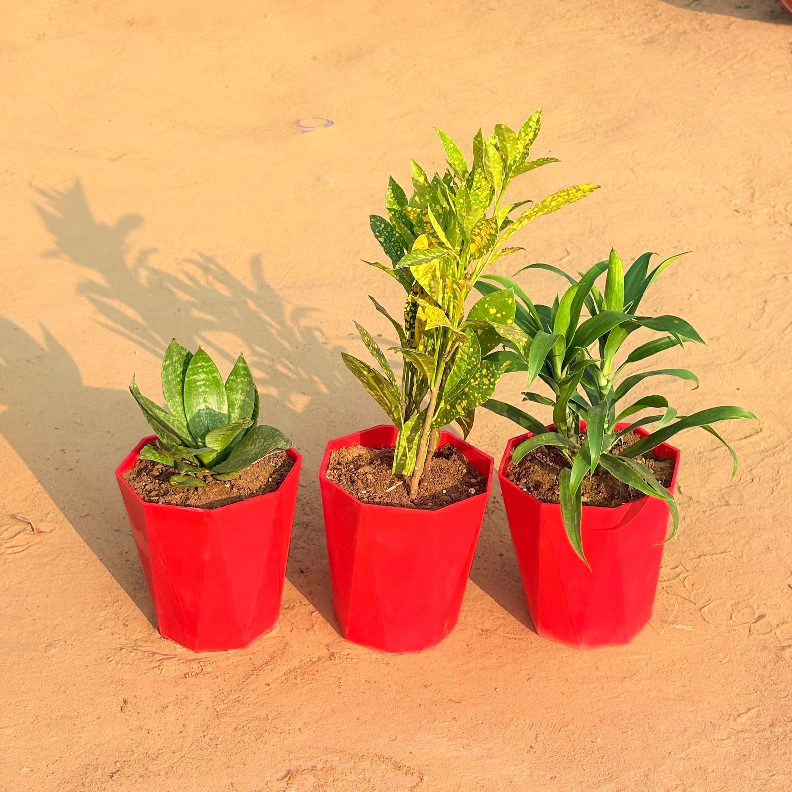 Set of 3 - Snake Plant, Dracaena Green & Baby Croton in 6 Inch Red Diamanti Plastic Pot